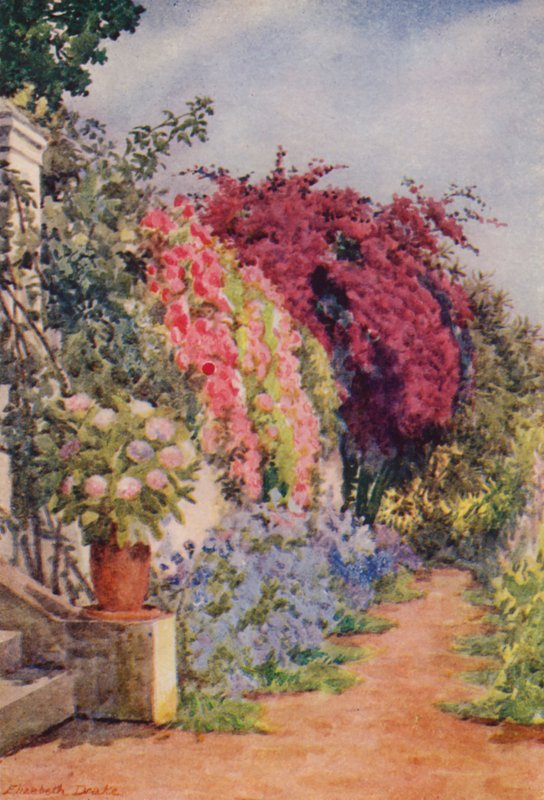 Bougainvillea ja ruusuja, Welgelegen, Rosebank (värilitografia). tekijältä Elizabeth Drake