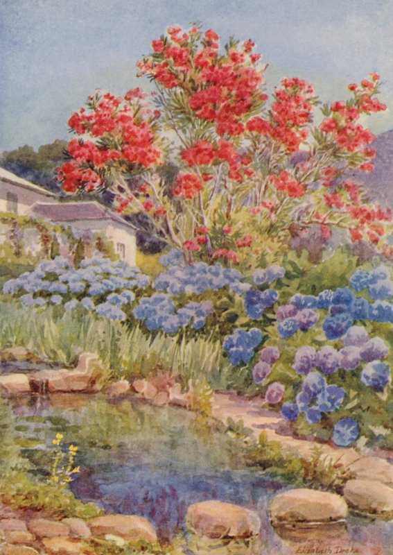 Hortensioita veden äärellä, Bishopscourt, lähellä Kapkaupunkia (värilitro). tekijältä Elizabeth Drake