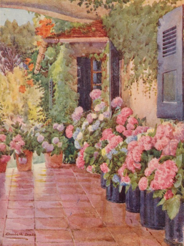Hortensiat porraskäytävällä, Paradise, Claremont (värilitro) tekijältä Elizabeth Drake