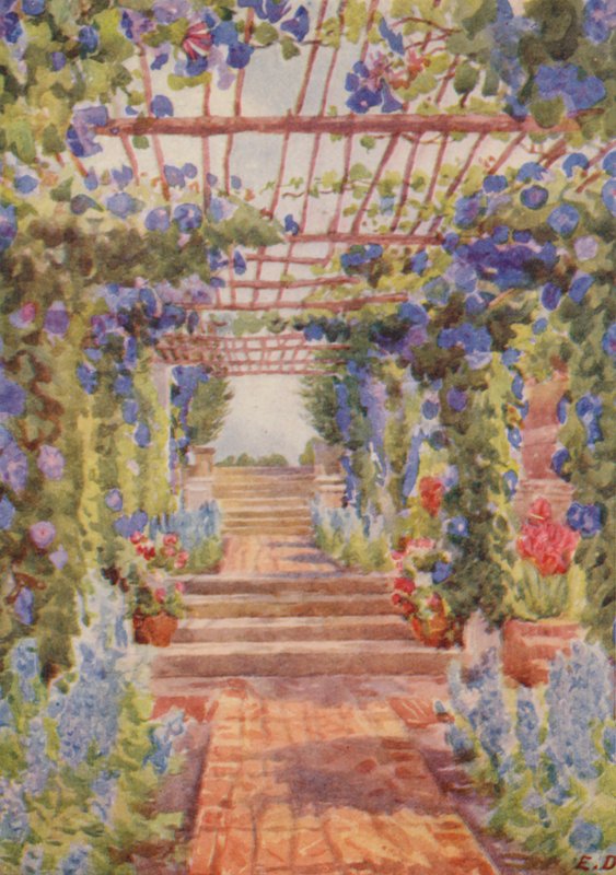 Sinisen Ipomoea Learii de Grendelin peittämä pergola, Tygerberg (värilitra) tekijältä Elizabeth Drake