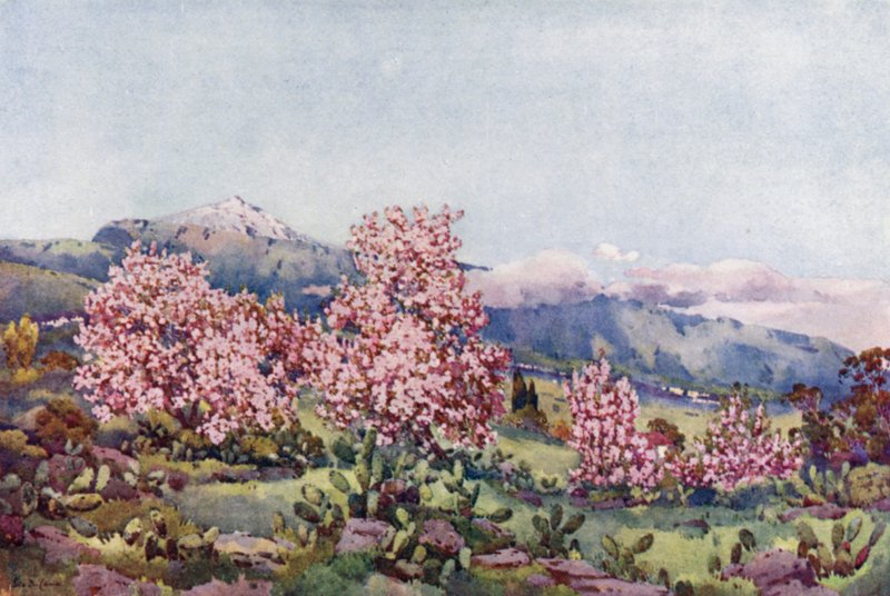 Mantelinkukka, Orotavan laakso (väri litho) tekijältä Ella Du Cane