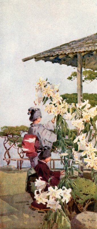 Kultainen lilja (väri litho) tekijältä Ella Du Cane
