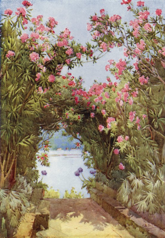 Oleanders, Isola Madre, Lake Maggiore (väri litho) tekijältä Ella Du Cane