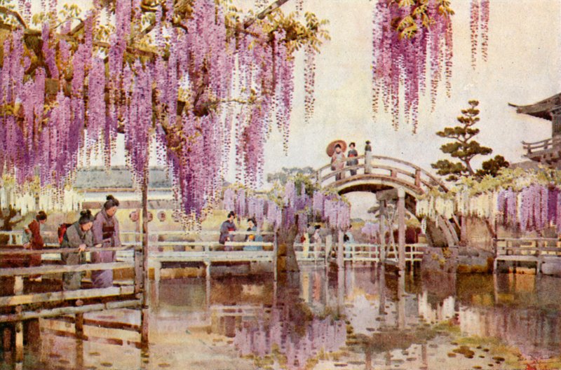 Wistaria, Kameido (väri litho) tekijältä Ella Du Cane
