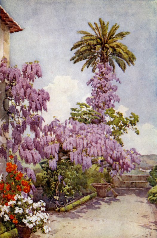 Wistaria, Quinta Da Levada (väri litho) tekijältä Ella Du Cane