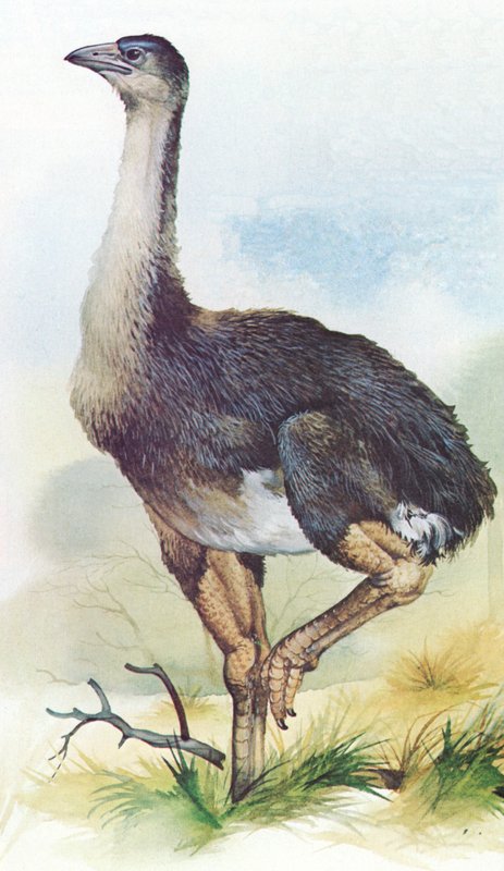 Moa, Dinornis Maximus, Uusi-Seelanti, joka kuoli sukupuuttoon noin vuonna 1850 tekijältä English School