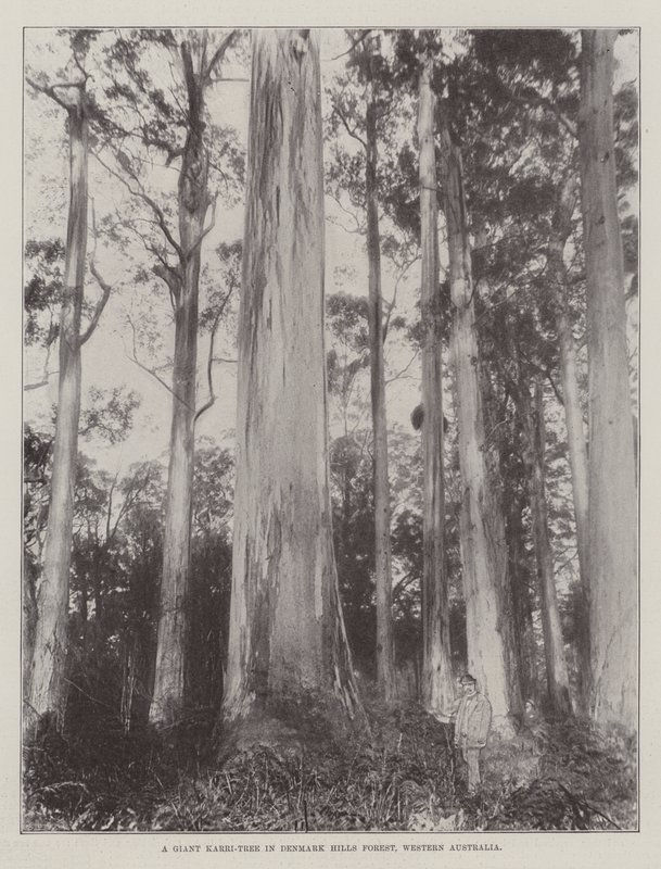 Jättiläinen karripuu Denmark Hills Forestissa, Länsi-Australiassa tekijältä English Photographer