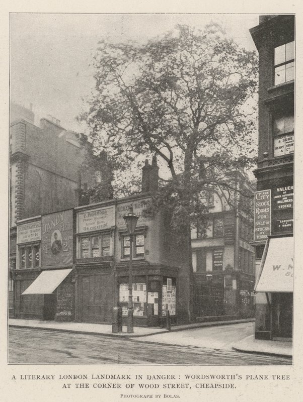Lontoon kirjallinen maamerkki vaarassa, Wordsworths Plane Tree Wood Streetin kulmassa, Cheapside tekijältä English Photographer