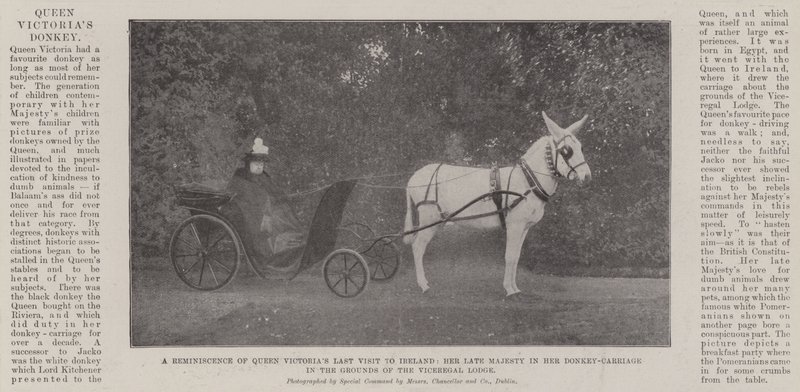 Muisto kuningatar Victorian viimeisestä vierailusta Irlannissa, hänen edesmennyt majesteettinsa aasinvaunussaan Viceregal Lodgen alueella tekijältä English Photographer