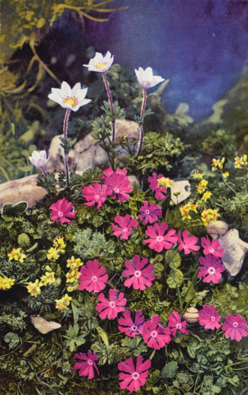 Alppikukkia: (keskellä) ja Anemone Baldensis (takana) (värikuva). tekijältä English Photographer