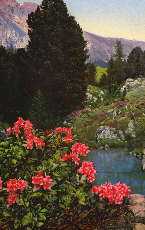 Alppikukkia: Rhododendron Ferrugineum (värikuva). tekijältä English Photographer