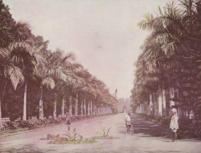Avenue of Palms, Kasvitieteellinen puutarha, Kalkutta (värillinen kuva) tekijältä English Photographer