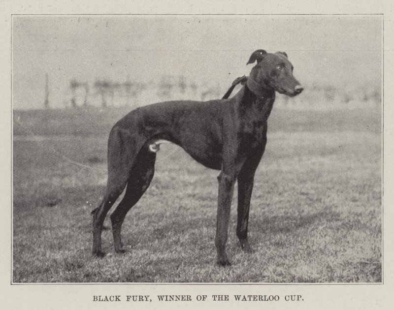 Black Fury, Waterloo Cupin voittaja tekijältä English Photographer