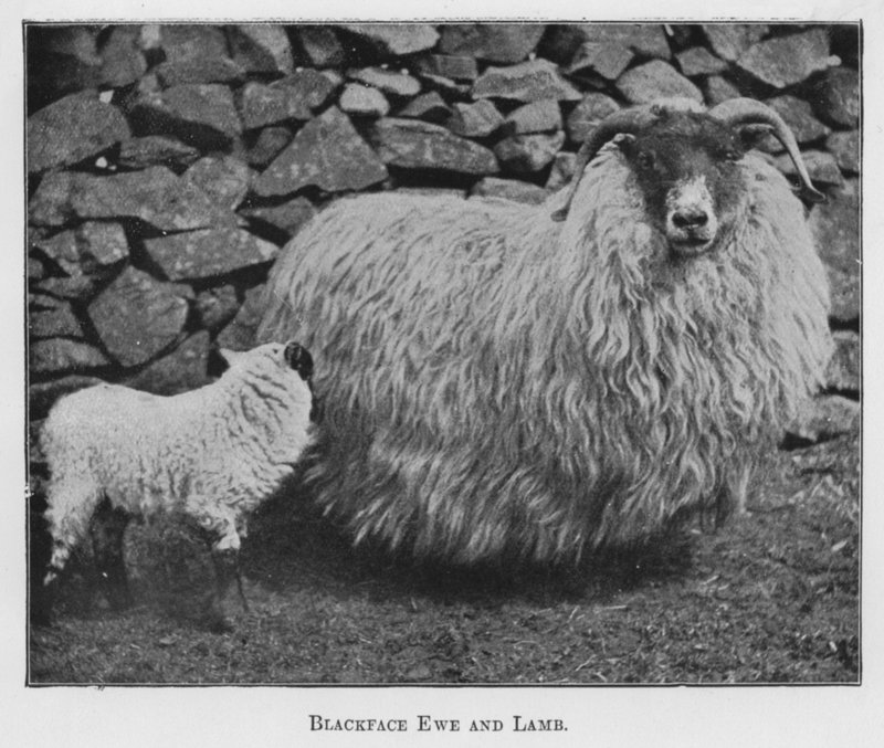 Blackface Ewe and Lamb (m/w kuva) tekijältä English Photographer
