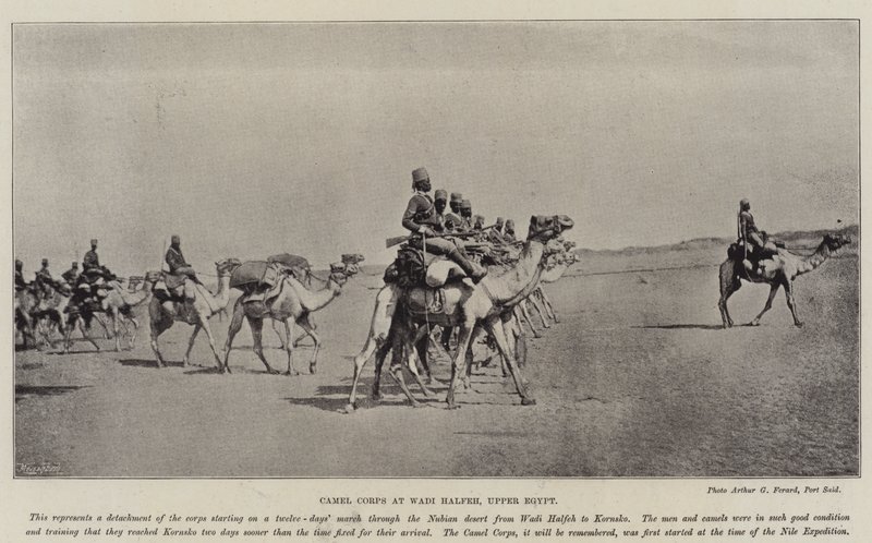 Kamelijoukot Wadi Halfehissa, Ylä-Egyptissä tekijältä English Photographer