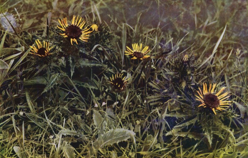 Carline Thistles (kuva) tekijältä English Photographer