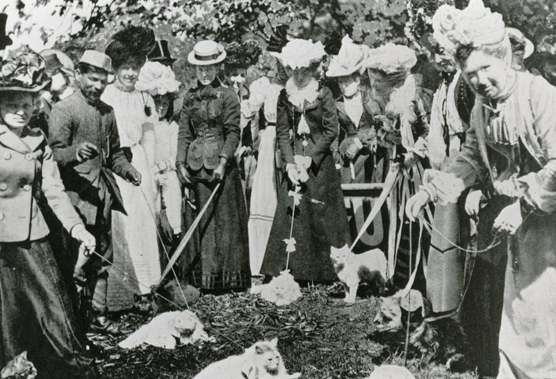 Kissanäyttely Royal Botanic Gardensissa, Westminster, vuonna 1900 tekijältä English Photographer