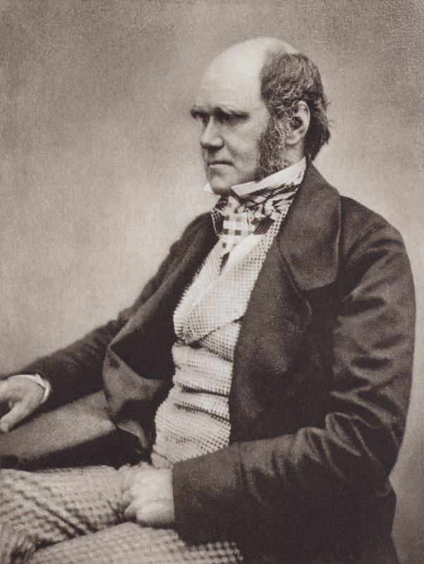 Charles Darwin, muotokuva, noin 1854, Maull  Foxin valokuvasta (s/w-kuva). tekijältä English Photographer