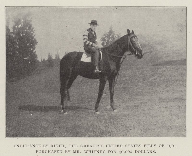 Endurance-by-Right, Yhdysvaltain vuoden 1901 suurin narttu, jonka herra Whitney osti 40 000 dollarilla tekijältä English Photographer