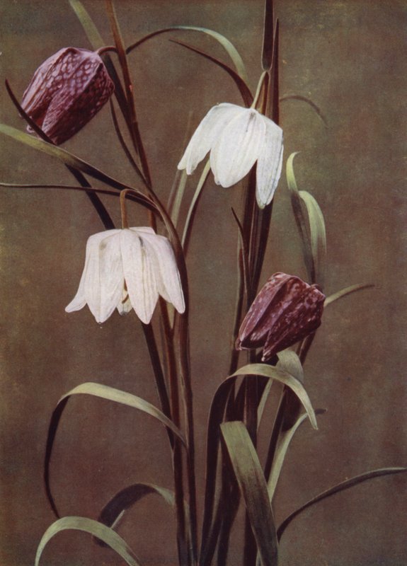 Fritillaries (kuva) tekijältä English Photographer