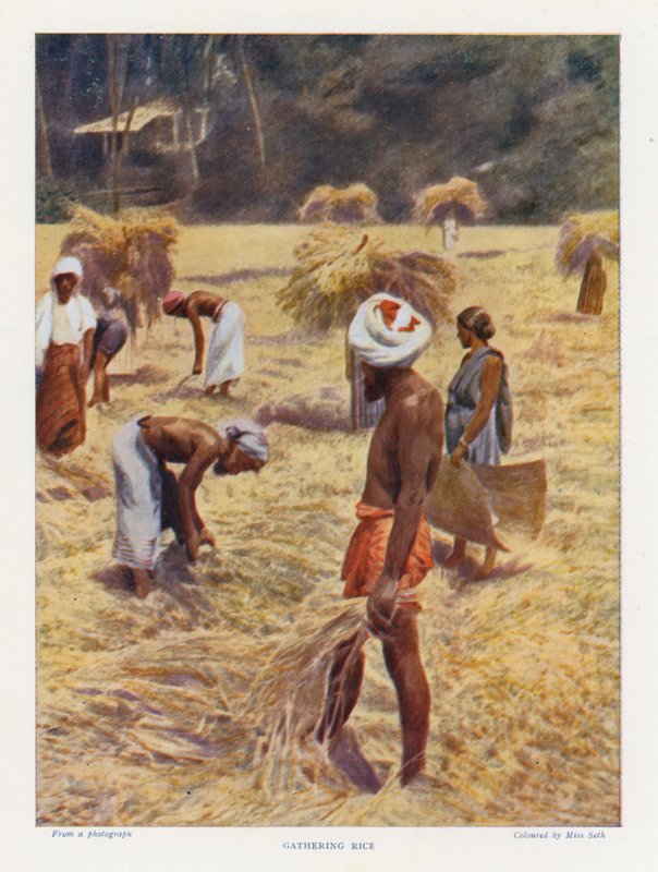 Gathering Rice (värillinen kuva) tekijältä English Photographer