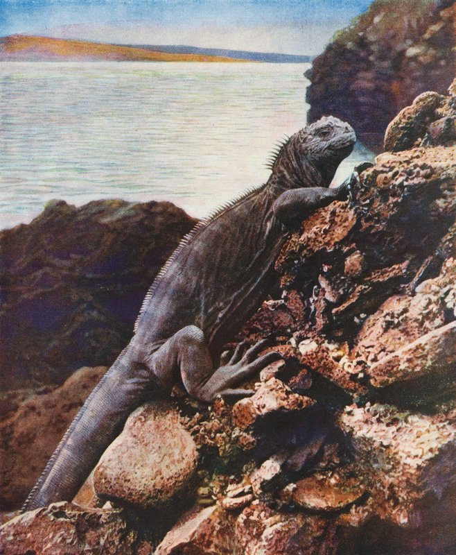 Suuri merileguaani yhdellä Galapagos-saarista (värikuva) tekijältä English Photographer