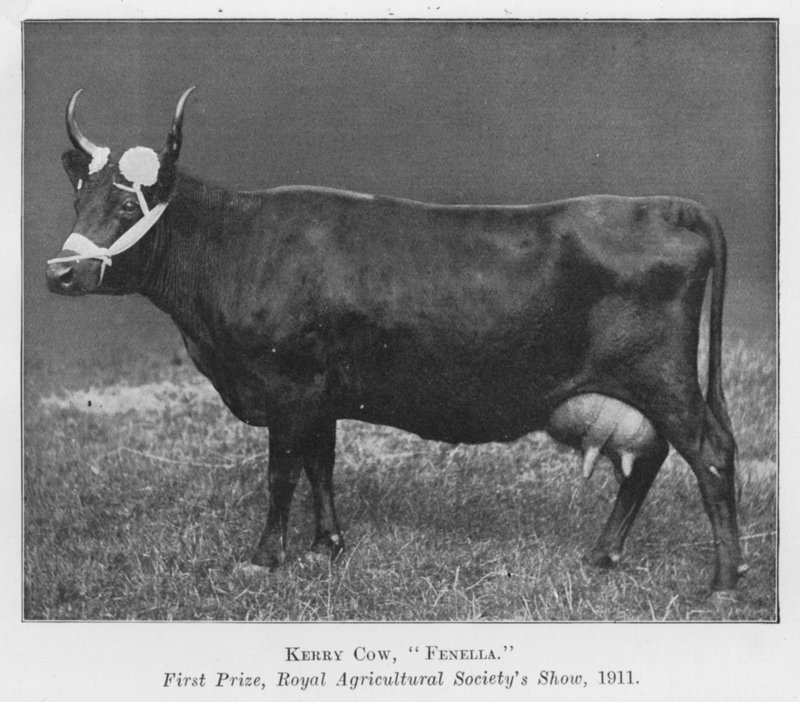 Kerry Cow, Fenella, ensimmäinen palkinto, Royal Agricultural Society