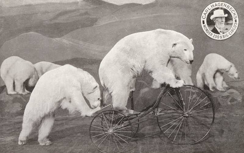 Kolmipyörällä ratsastava jääkarhu, Carl Hagenbeck