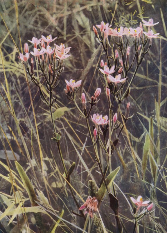 Red Centaury (kuva) tekijältä English Photographer