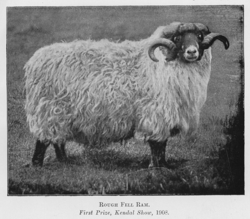 Rough Fell Ram, ensimmäinen palkinto, Kendal Show tekijältä English Photographer