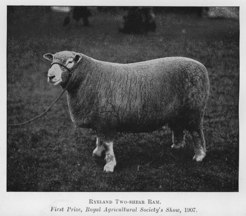 Ryeland Two-shear Ram, ensimmäinen palkinto, Royal Agricultural Society