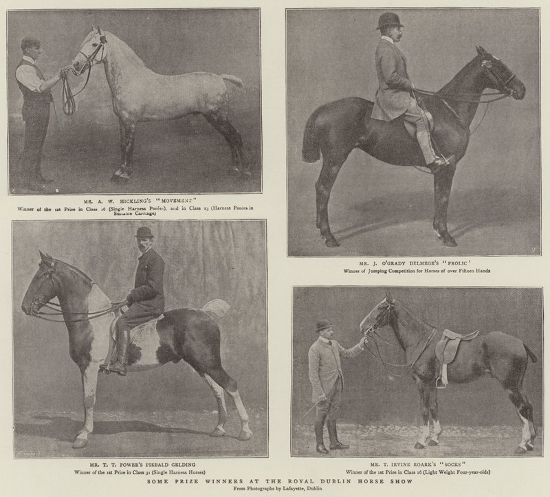 Jotkut Royal Dublin Horse Show