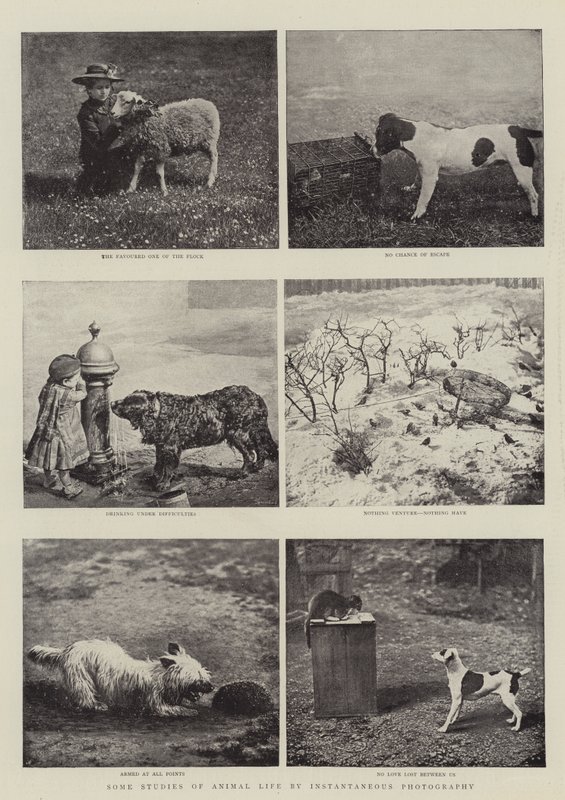Joitakin tutkimuksia eläinten elämästä hetkellisen valokuvauksen avulla tekijältä English Photographer