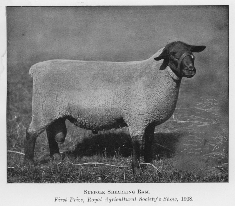 Suffolk Shearling Ram, ensimmäinen palkinto, Royal Agricultural Society