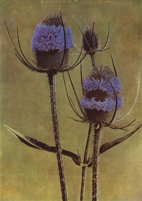 Teasel (kuva) tekijältä English Photographer