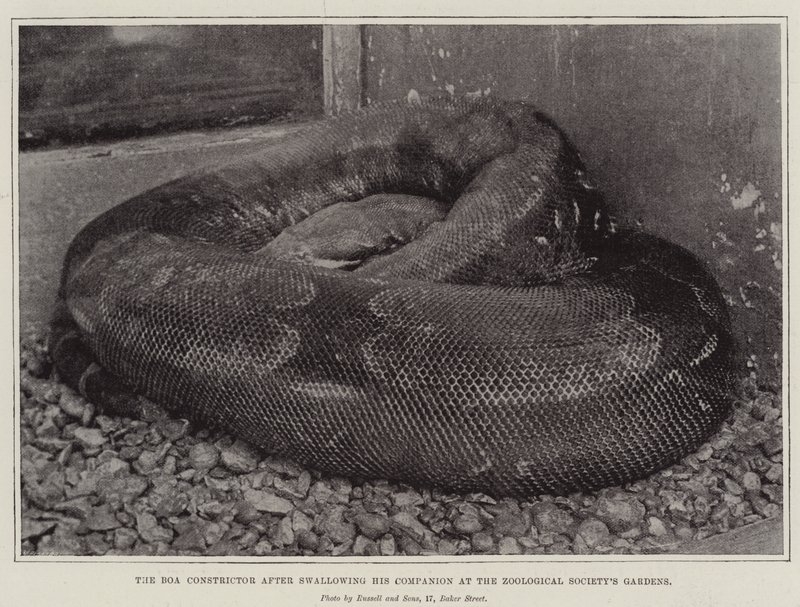Boa Constrictor nieltyään seuralaisensa Zoological Societyn Gardensissa tekijältä English Photographer
