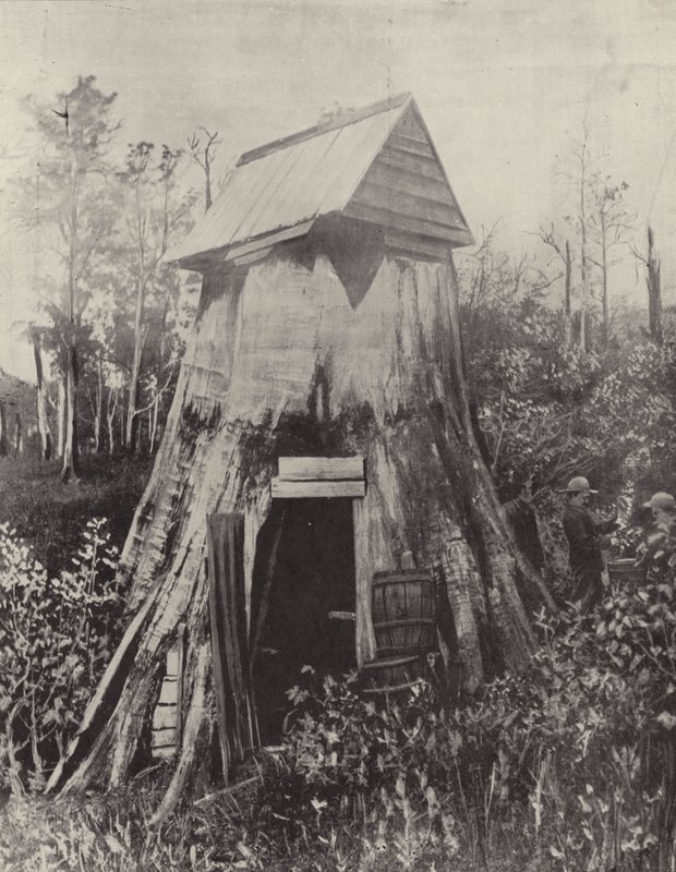 Jättiläinen puu Wynstayssa, Etelä-Gippslandissa tekijältä English Photographer