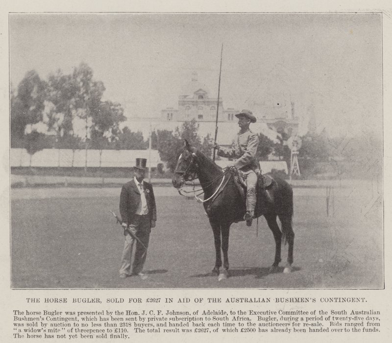 Horse Bugler, myyty 2627 puntaa Adelaidessa sijaitsevassa Australian Bushmens Contingentin avustamassa. Kuvitus The Illustrated London Newsille, 26. toukokuuta 1900 tekijältä English Photographer
