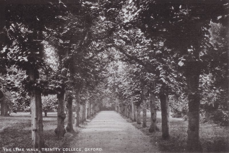 Lime Walk, Trinity College, Oxford tekijältä English Photographer