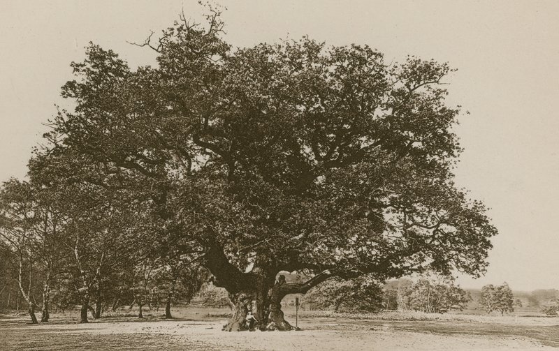 Major Oak, Sherwood Forest tekijältä English Photographer