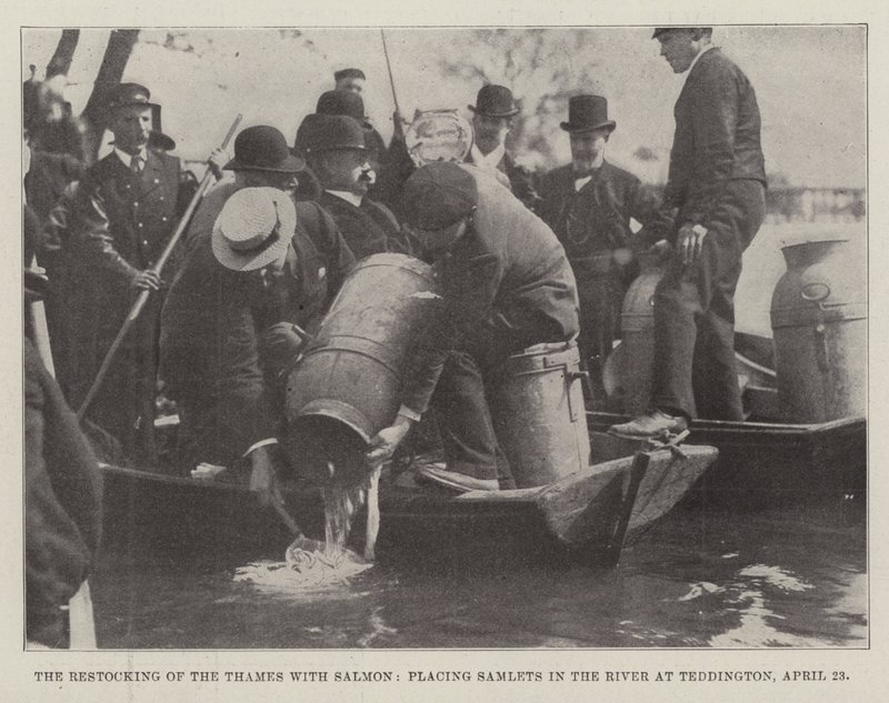 Thames-joen istuttaminen lohella, samlettien sijoittaminen jokeen Teddingtonissa 23. huhtikuuta tekijältä English Photographer