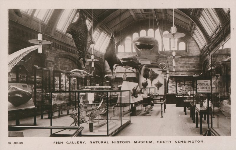 Victoria und Albert Museum, South Kensington, Lontoo, kalagalleria tekijältä English Photographer