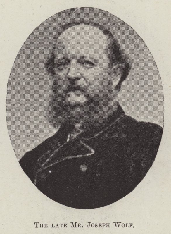 Edesmennyt herra Joseph Wolf tekijältä English Photographer