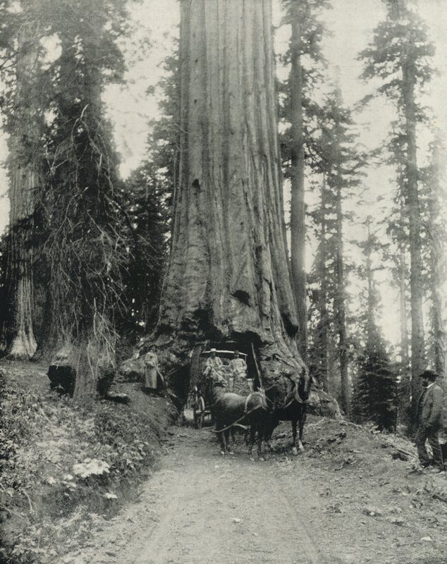"Wawona" Big Tree, Mariposa Grove, Kalifornia (m/v kuva) tekijältä English Photographer