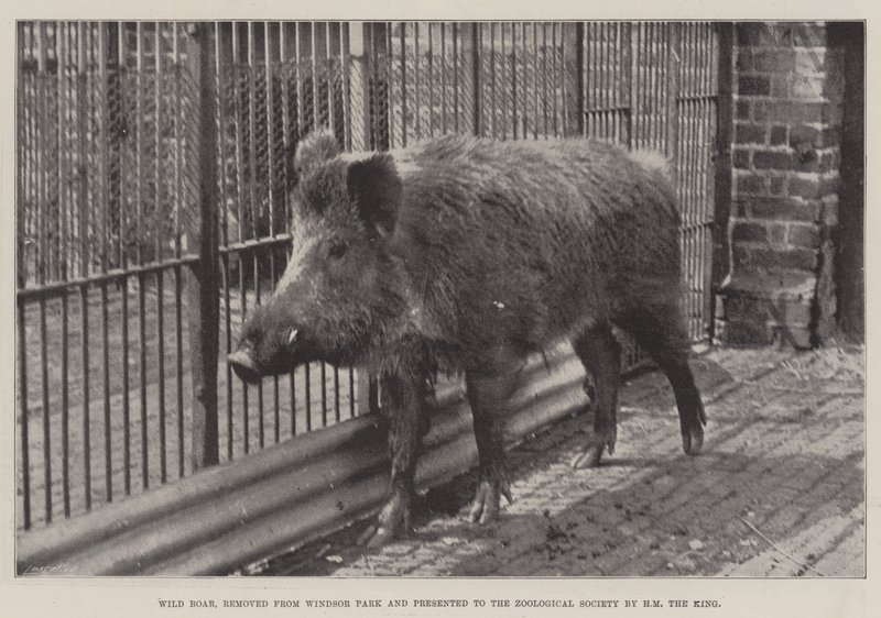 Villisika, poistettu Windsor Parkista ja jonka HM the King esitti Zoological Societylle tekijältä English Photographer