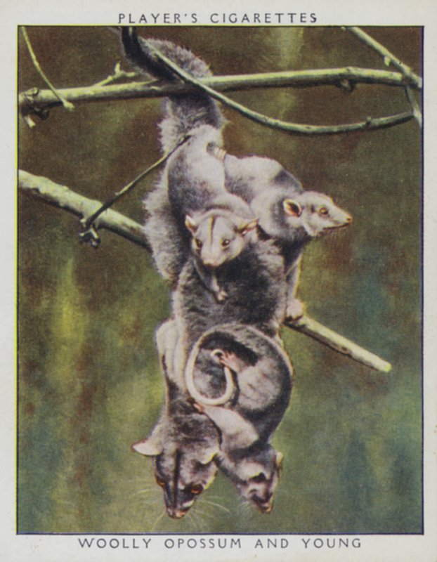Eläintarhan vauvat: Woolly Opossum and Young (kuva) tekijältä English Photographer
