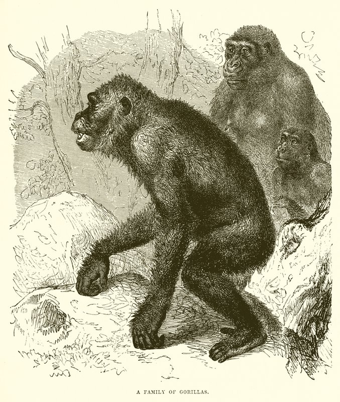 Gorilla-perhe tekijältä English School