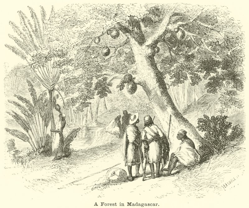 Metsä Madagaskarilla tekijältä English School