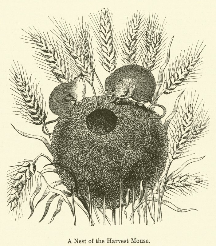 Nest of the Harvest Mouse (kaiverrus) tekijältä English School