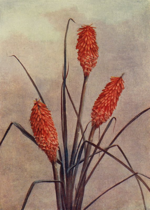 Upea soihtukukka, Kniphofia Corallina Superba (värilitografia) tekijältä English School